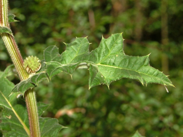 Un fiore tutto tondo : Echinops sphaerocephalus